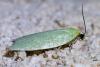 Tortrix viridana